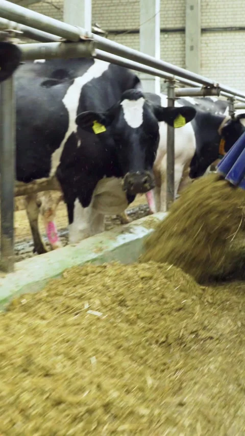 Modern machine pours feed for cows on a farm. Technological process in farm Stock-Footage 320409514