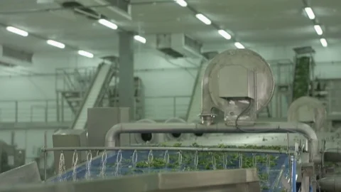 Modern Machine Washes Lettuce Salad on Line 動画素材 72894697