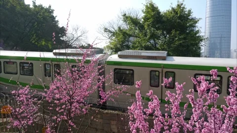 Modern Metro Train Passing Through Pink Cherry Blossoms in Spring Stock Footage 342246783