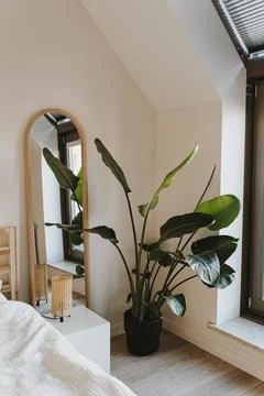 Modern minimal home interior design. Tropical palm tree, bed with white bed l Stock Photos