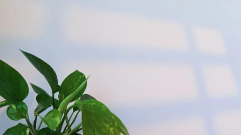 Modern Nature Background with Decorative Green Plants Видео 340636478