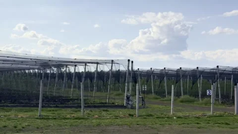 Modern Orchard Covered With Protective Netting in Agricultural Farm Vídeo Stock 335215220