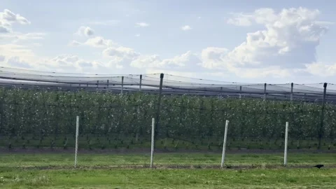 Modern Orchard Covered With Protective Netting in Agricultural Farm Vídeo Stock 335215264