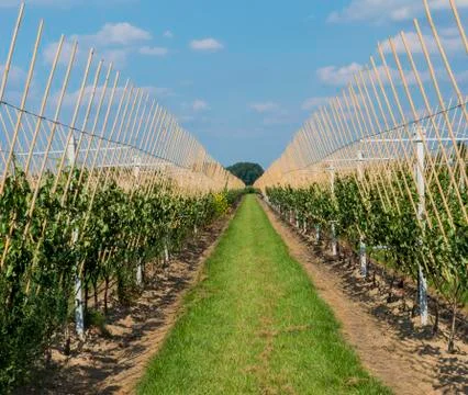 Modern orchard Stock Photos