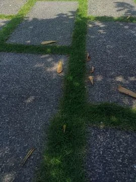 Modern outdoor pavement with grass between the spaces Stock Photos