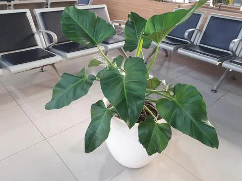 Modern plant interior Stock Photos