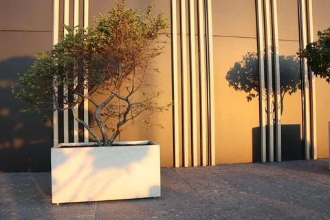 A Modern Planter Featuring a Tree Surrounded by a Beautifully Textured Wall 스톡 사진
