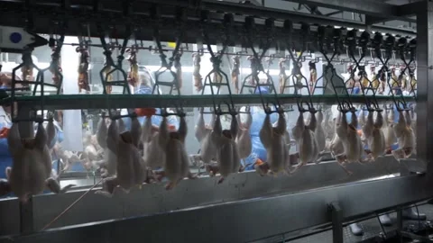 Modern poultry factory, workers handle fresh raw chicken meat on automatic plant Stock Footage 189466558