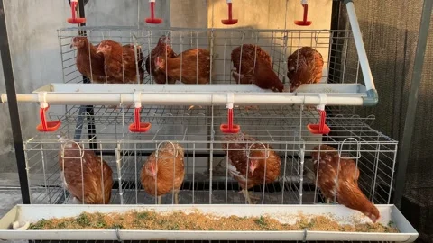 A modern poultry farm with rows of laying hens in a well-maintained commercial Stock Footage 340961657