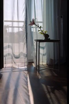 Modern room interior with open window in minimal style. Transparent tulle with Stock Photos