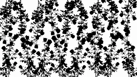 Modern Rose mate Stock-Footage 125666063