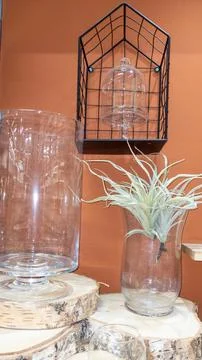 Modern rustic home decor display with glass vases and tillandsia air plant .. Stock Photos