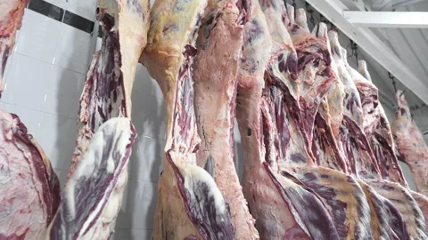Modern sausage production. Meat processing plant. Carcasses of cattle. 스톡 동영상 165188321