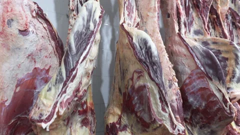 Modern sausage production. Meat processing plant. Carcasses of cattle. 스톡 동영상 165188751