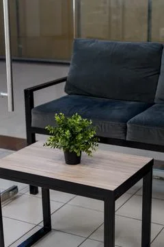 Modern seating area with gray couch and potted plant on wooden table Stock Photos
