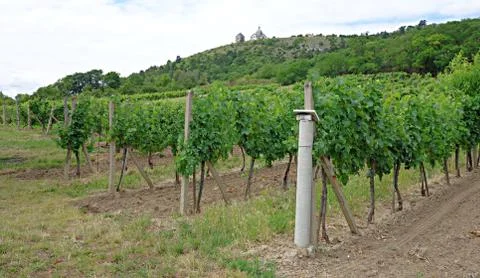 Modern shaped vineyard Stock Photos