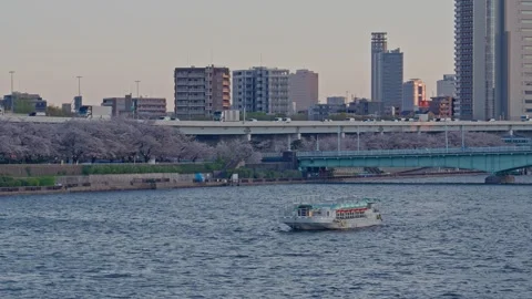 Modern Sightseeing Boat on Sumida River with Spring Cherry Blossoms Stock Footage 334057508
