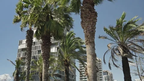 A modern skyscraper framed by lush palm trees Stock Footage 246408498
