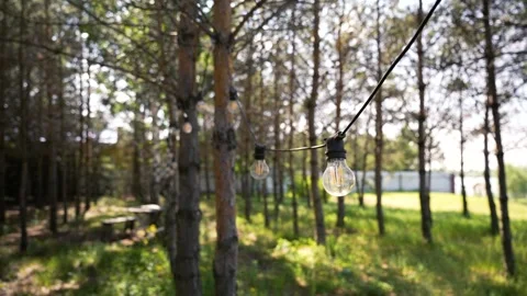 Modern string LED lights on the wire in sunny forest with trees and grass 库存影片 279270636