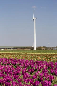 A modern take on the classsic image of tulip fields and windmills, A wind far Stock Photos