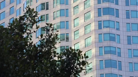 Modern Tall Building With Foreground Tree Leaves Stock Footage 333542780