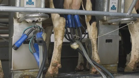 Modern Tech Farm, Carousel For Automatic Milking Cows. Dairy Production Stock-Footage 128788832