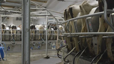Modern Tech Farm, Carousel For Automatic Milking Cows. Dairy Production Stock Footage 128788843