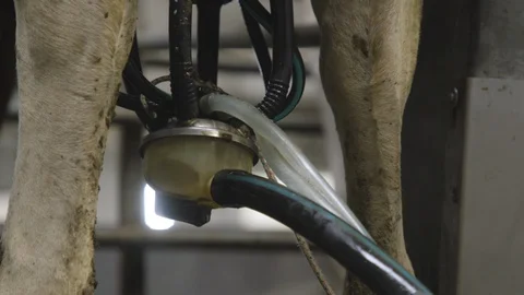 Modern Tech Farm, Carousel For Automatic Milking Cows. Dairy Production Stock-Footage 128788883
