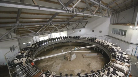 Modern Tech Farm, Carousel For Automatic Milking Cows. Dairy Production Stock Footage