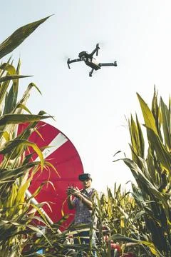 Modern technological farmer analyzing the growth of corn by flying a drone Stock Photos