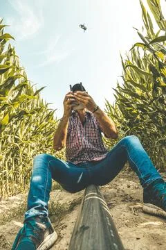 Modern technological farmer analyzing the growth of corn by flying a drone .. Stock Photos
