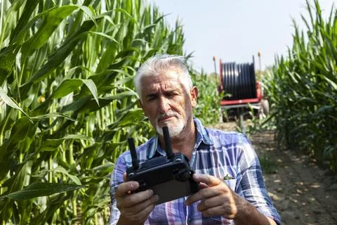 Modern technological farmer analyzing the growth of corn by flying a drone .. Stock Photos