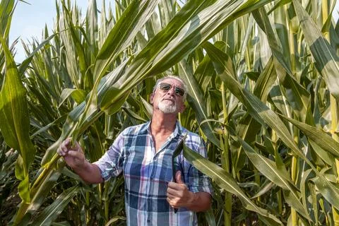 Modern technological farmer while checking the growth data of corn on the t.. Foto stock