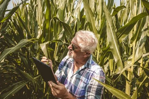 Modern technological farmer while checking the growth data of corn on the t.. Stock Photos