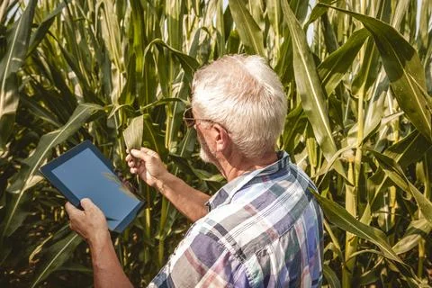 Modern technological farmer while checking the growth data of corn on the t.. Stock Photos