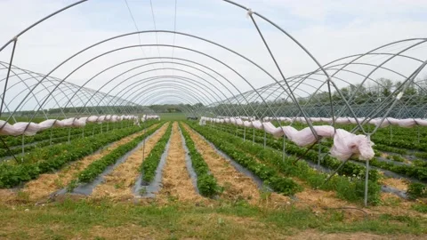 Modern technology for growing strawberries. Stock Footage 130865514