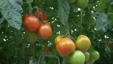 Modern Tomato Greenhouse Video stock 74423628