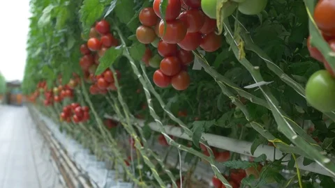 Modern Tomato Greenhouse Video stock 74423914