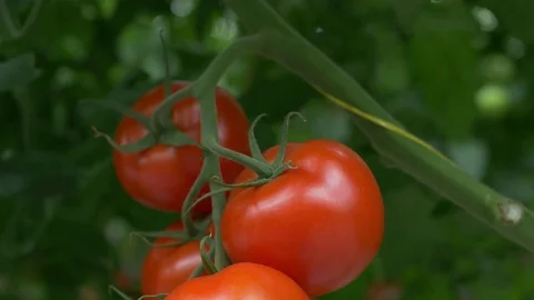 Modern Tomato Greenhouse Stock Footage