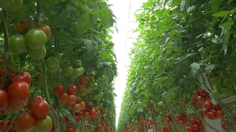 Modern Tomato Greenhouse Stock Footage
