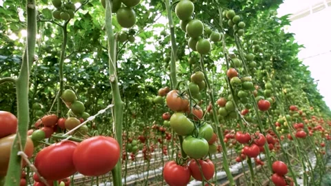 Modern Tomatoes in a Greenhouse Stock Footage 152306012