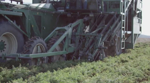 Modern tractor drives toward camera as it pulls carrots from the field. Slow-mo. Stock Footage 68260700