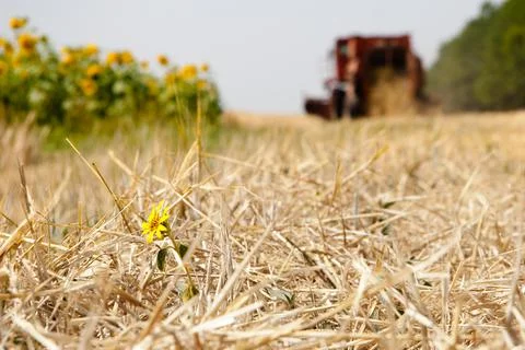 Modern tractor in the field with complex for the plowing. The concept of work in Stock Photos