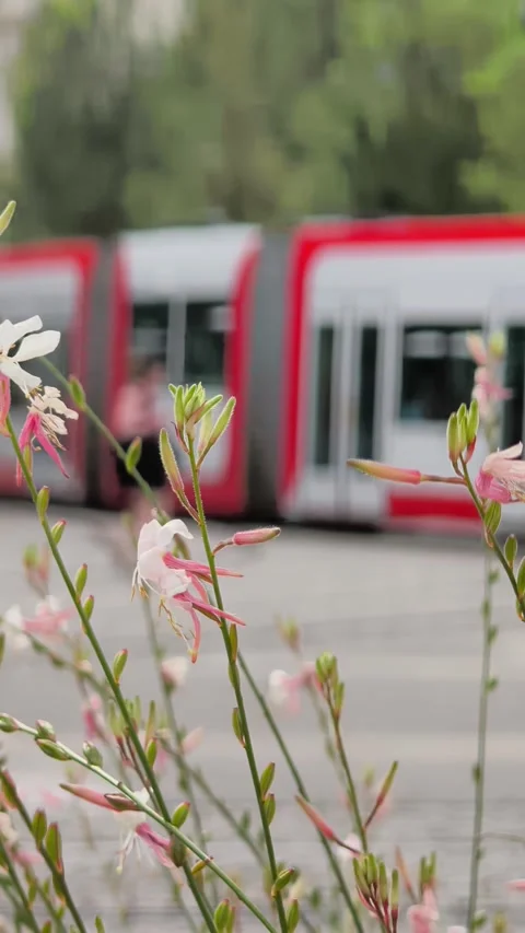 Modern Tram Passing By In Background Pink Flowers In Foreground Bokeh Close Up Stock Footage 340227860