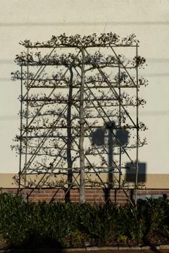 A modern tree forced to grow in specific directions in front of a wall Stock Photos