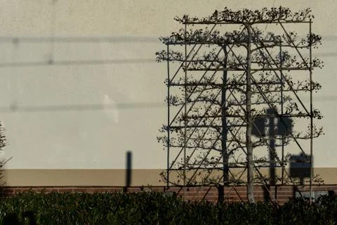 A modern tree forced to grow in specific directions in front of a wall Stock Photos