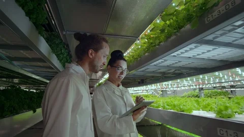 Modern vertical farming system and its employees taking care of plants. Plant Stock Footage 113277017
