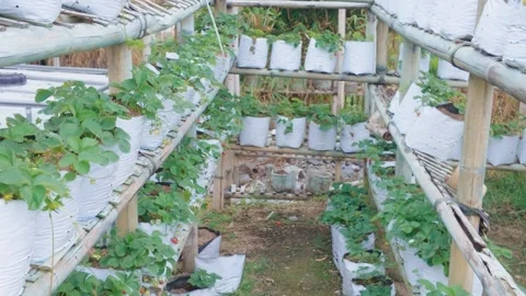 Modern vertical farming system with growing green strawberry plants in white bag 库存影片 343384570