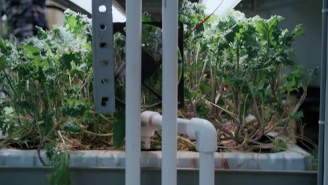 Modern Vertical Farming System Under Artificial Lighting 스톡 동영상 331294202