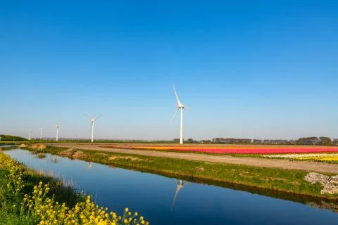 Modern wind mill between tulip flower fields in The Netherlands Stock Photos